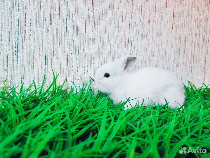 Мини карликовый кролик - самый маленький