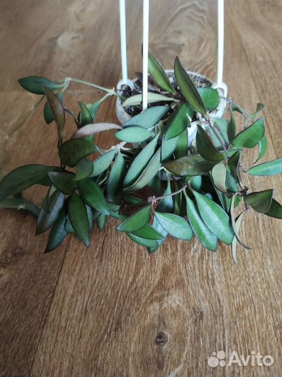 Хойи- срезкой