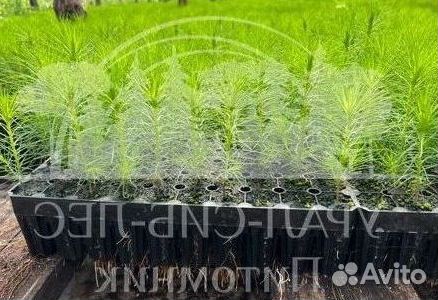 Сеянцы зкс Сосна Ель Лиственница окс Голуб Горн