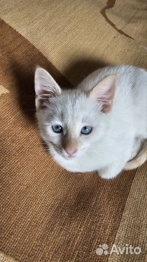 Отдам котенка в добрые руки бесплатно