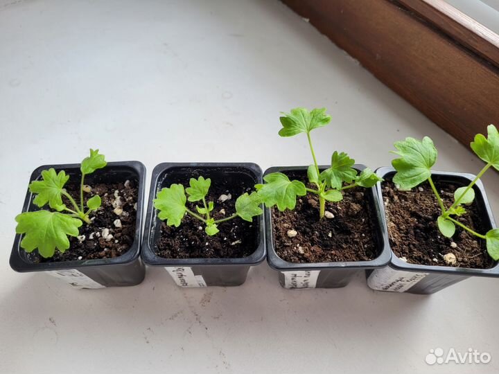 Герань пеларгония звездчатая