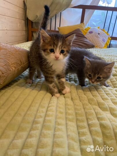 Котята в добрые руки бесплатно