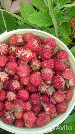 Земляника луговая