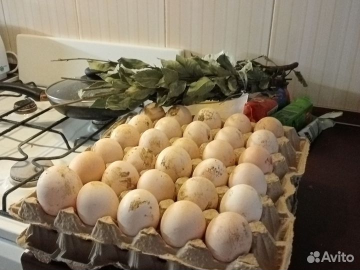 Яйцо домашнее