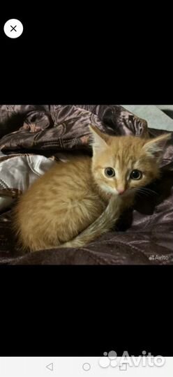 Котята в добрые руки