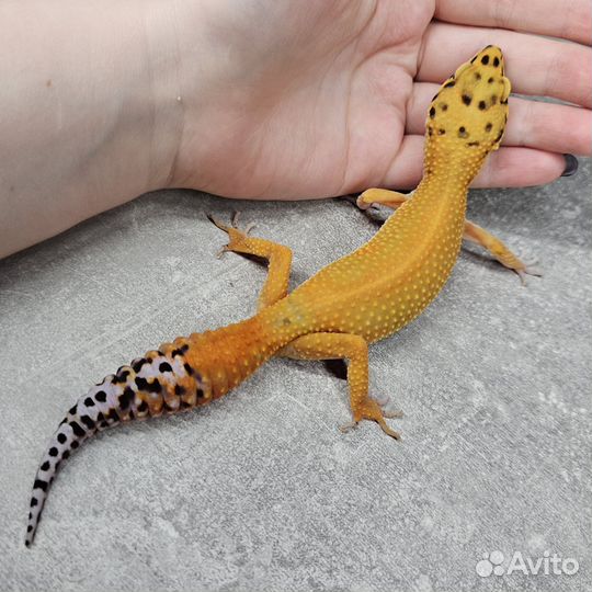 Взрослые эублефары пара Gpro