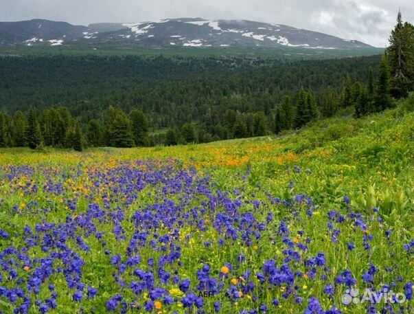 Мед 24 года натуральный опт