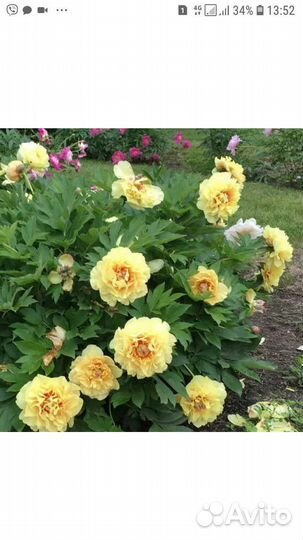 Пион Гарден Треже