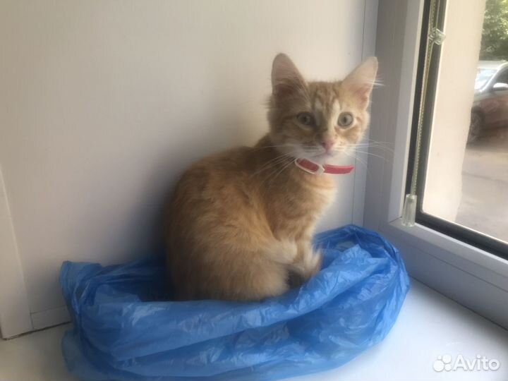 Котик,Рыжик''