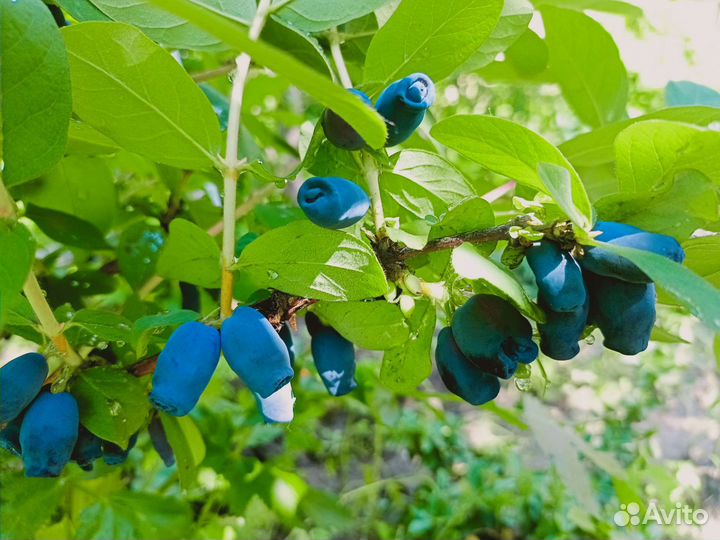 Жимолость Синптица,Фианит, и др