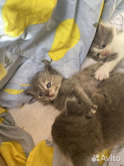 Коты в добрые руки