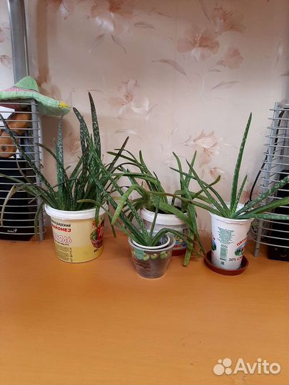 Цветы и горшки