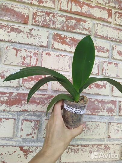 Орхидея бабочка Champion Lightning (peloric)