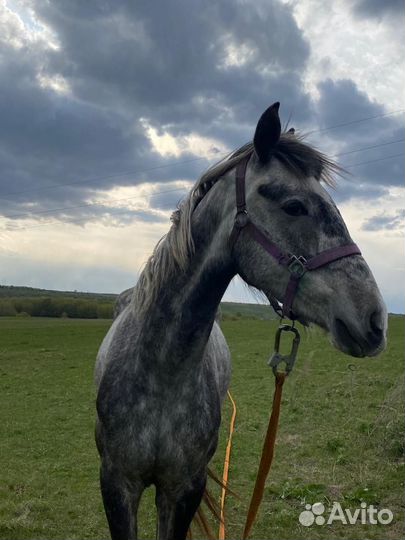 Молодая кобыла