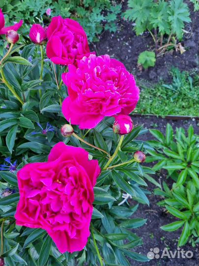 Пионы сортовые саженцы