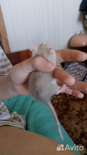 Декоративные крысята