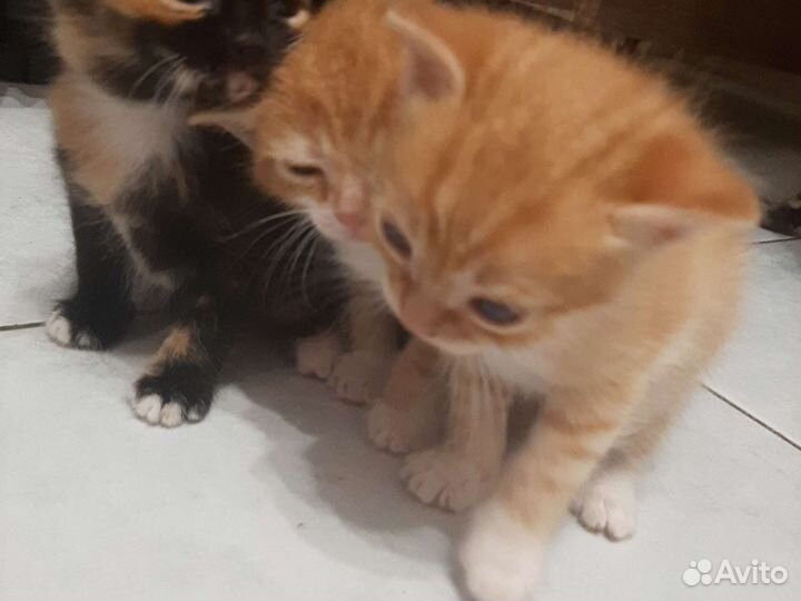 Британские котята