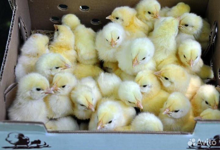 Цыплята Бройлеры Росс708 Мясояичные, Яичные породы