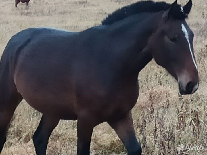 Лошадь кобыла