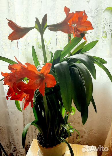 Гиппиаструм