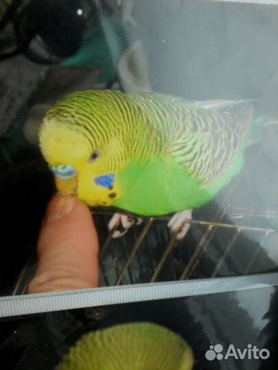 Волнистые попугайчики