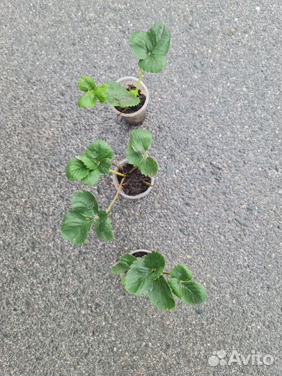 Ремонтантная клубника 