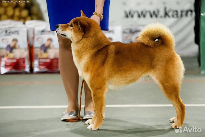 Кобель для вязки сиба ину