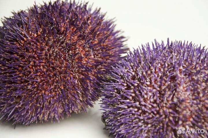 Морской еж и гребешок. Поднят со дна сегодня