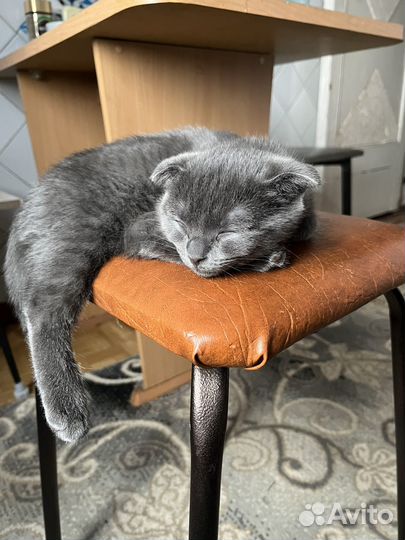 Шотландская