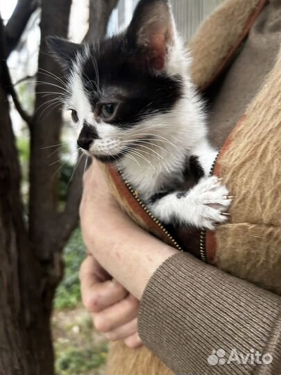 Котенок ищет дом