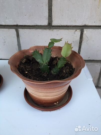 Декабрист шлюмбергера