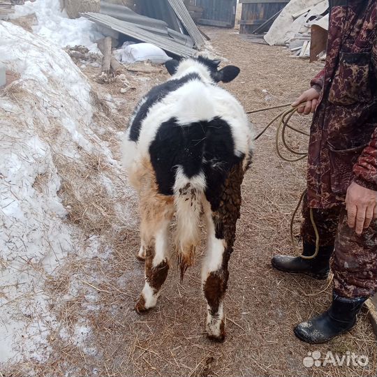 Быки и телки