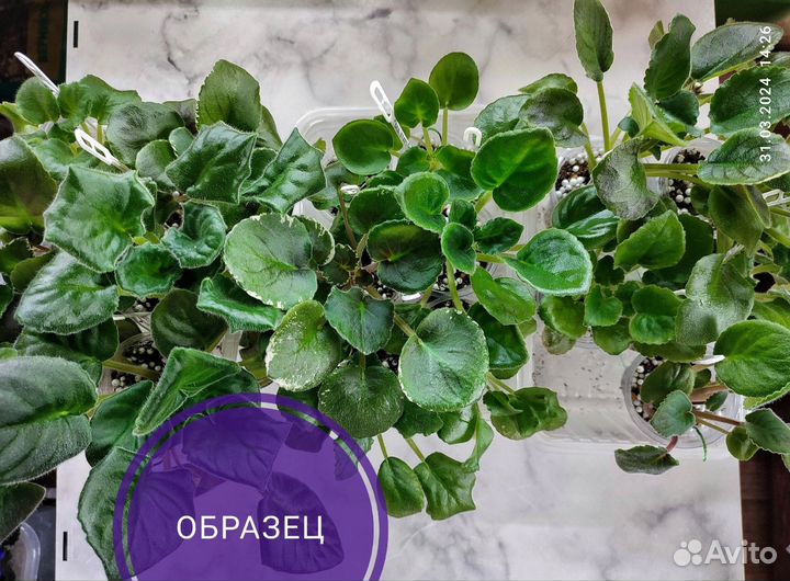 Детки сортовых фиалок
