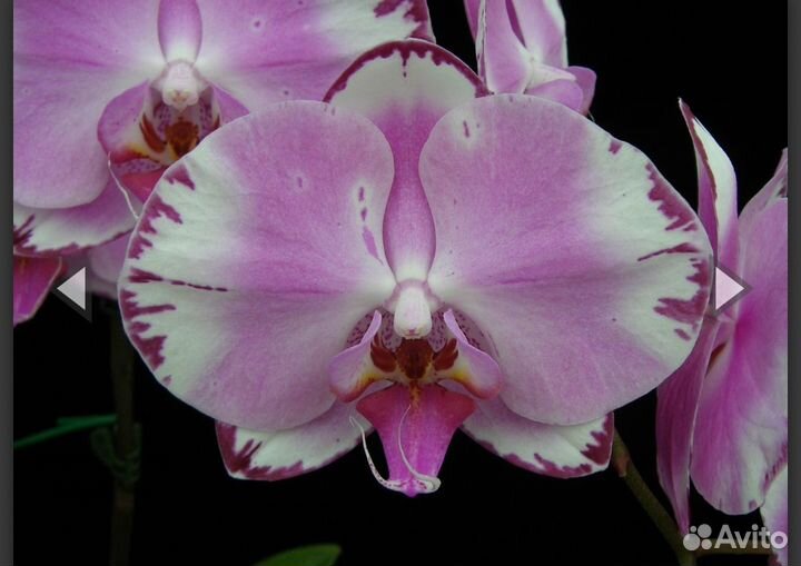 Фаленопсис younghome brother you