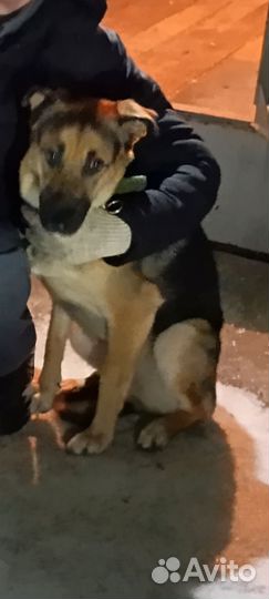 Собака в добрые руки