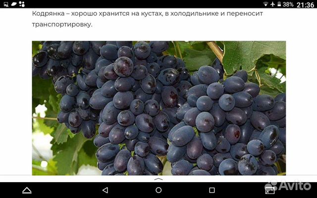 Саженцы и черенки винограда