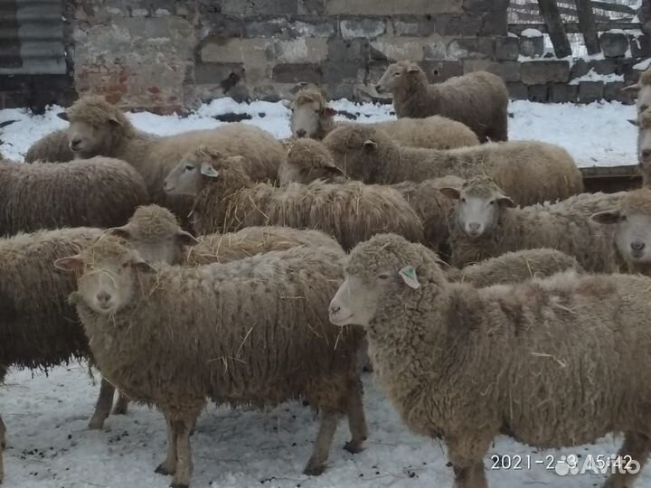 Баранина,Овцы Куйбышевские чистопородные