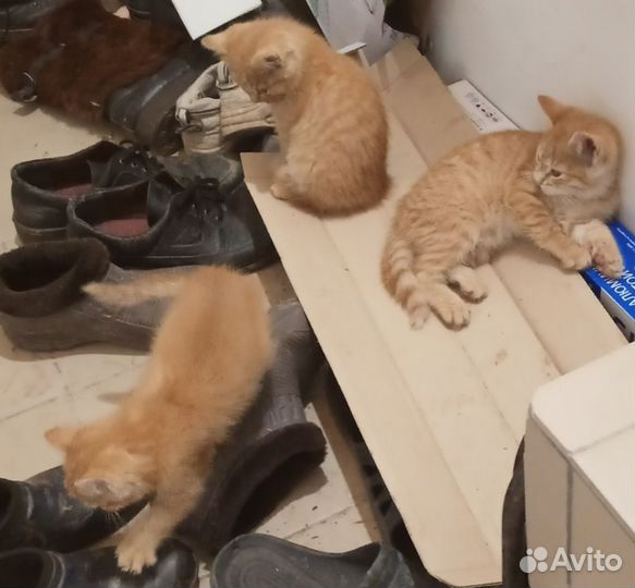 Кошка в дар бесплатно