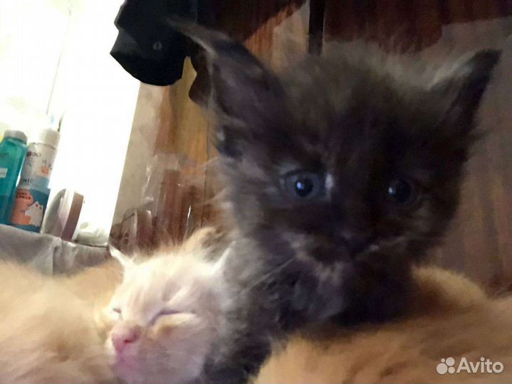 Котята в добрые руки