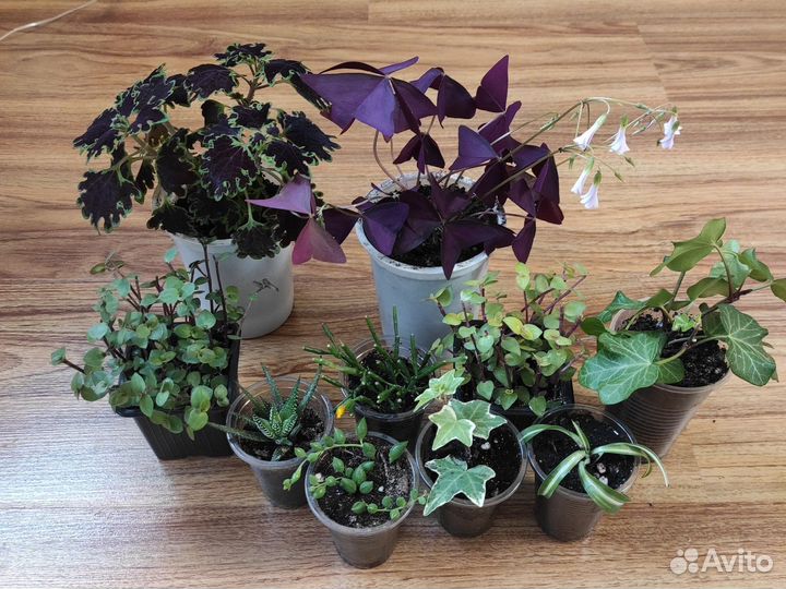 Комнатные цветы