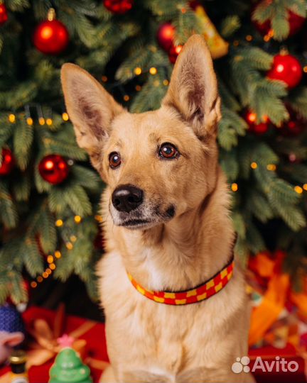 Tappi амуниция ошейник 