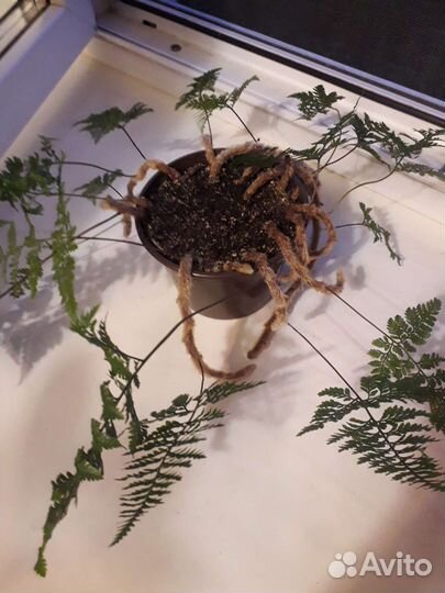 Папоротник Давалия(Зайчьи лапки)