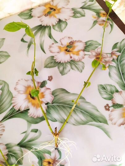 Жасмин самбак