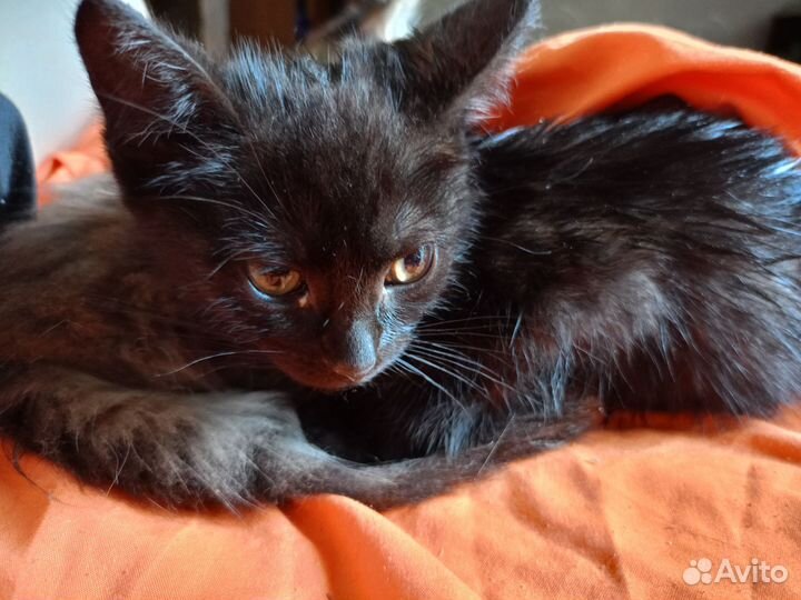 Кошка котенок черная