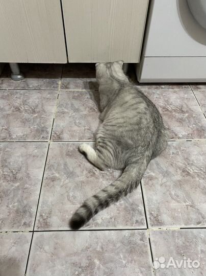 Кот на вязку