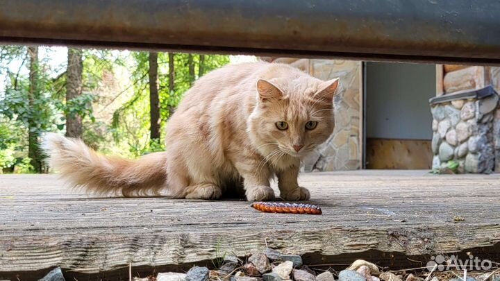 Кошки в добрые руки