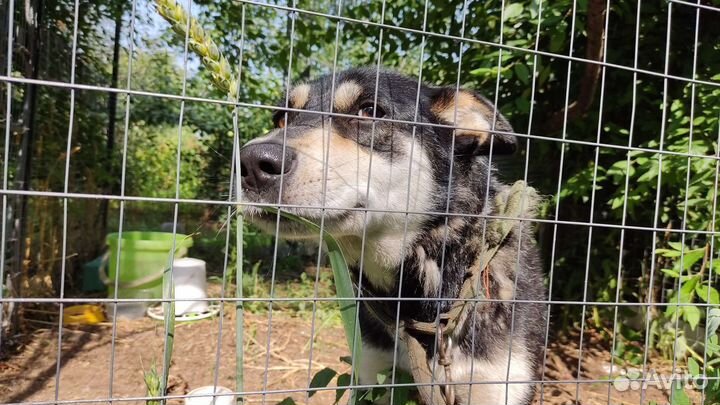 Отдам собаку в добрые руки