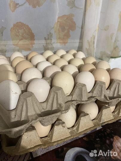 Домашние куриные яйца