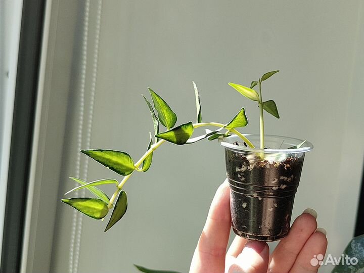 Hoya lanceolata ssp. bella variegated