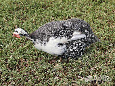 Индюшата, утята